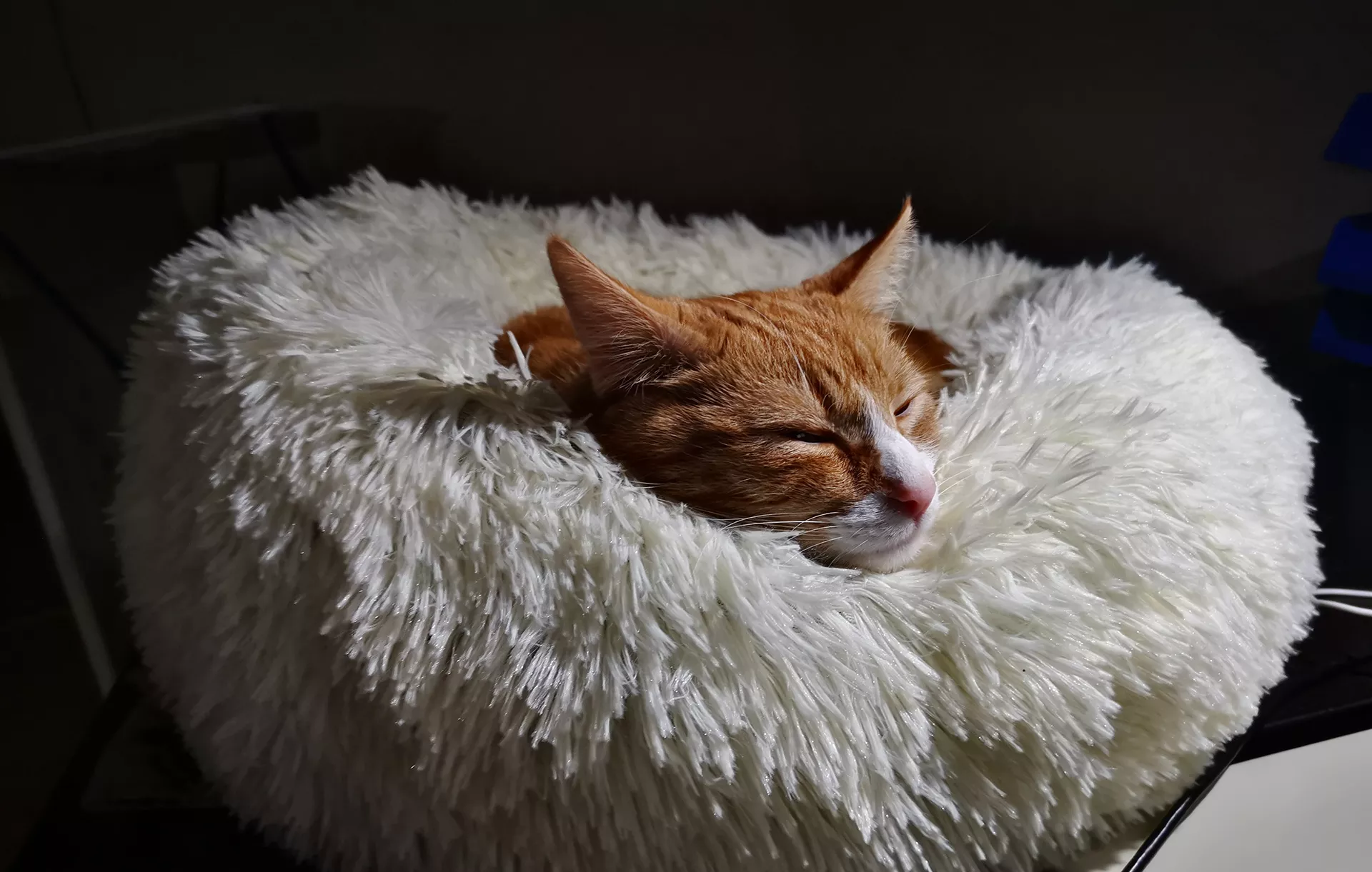 Chats trouvés