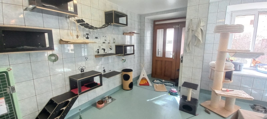 SPA - Refuge pour chats - bricolage
