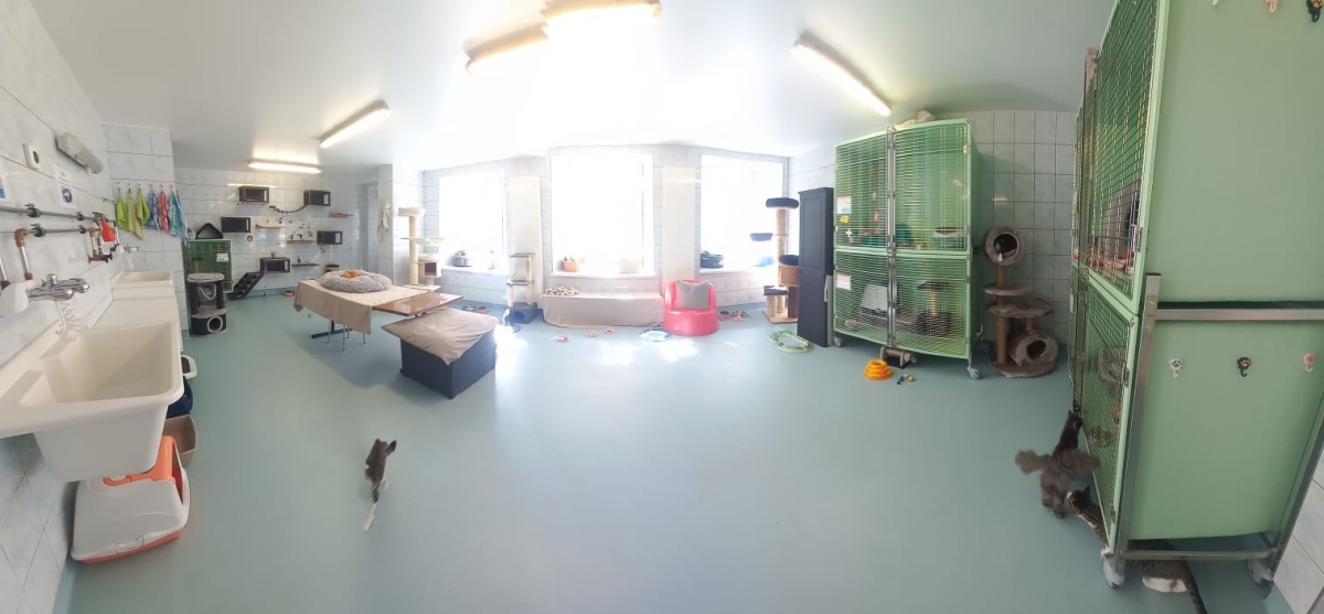 SPA - Refuge pour chats - panoramique